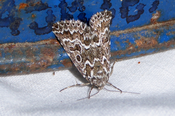 Alvaradoia numerica, Noctuidae